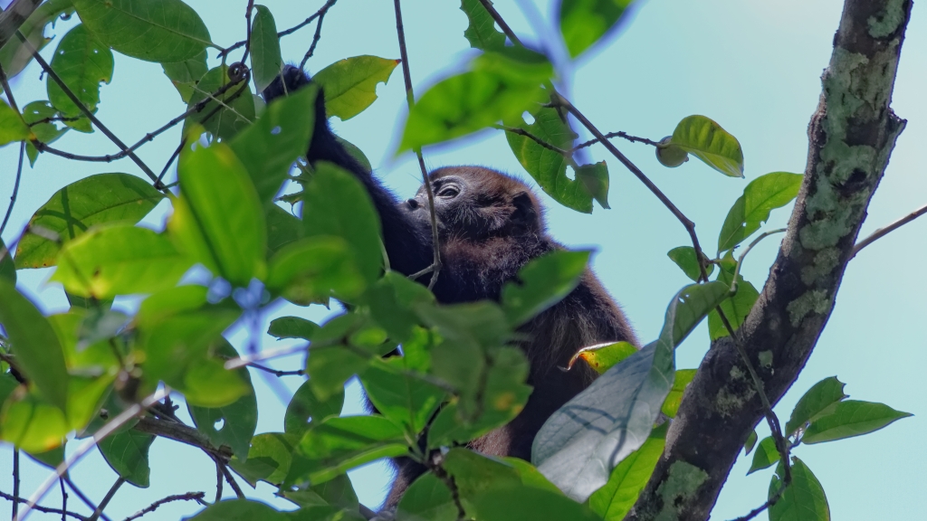 20 - Cahuita NP (20).jpg